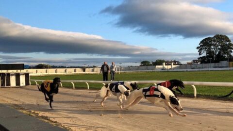 Drumbo Park Greyhound Stadium