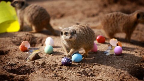 Easter at Belfast Zoo – A Hopping Good Time for the Whole Family!