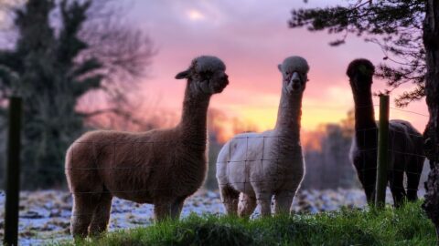 Golden Hour Alpaca Trekking & Luxury Charcuterie Board – Perfect Date Night Idea