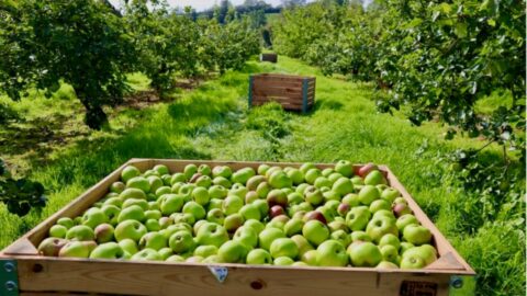 Bramley Apple Baking & Orchard Visit